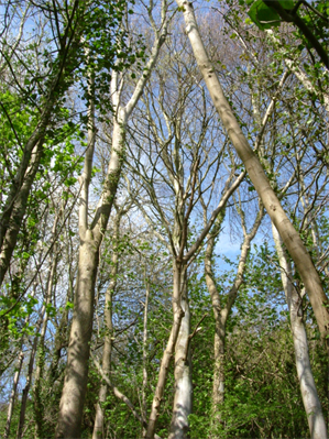 Trees in Porthkerry